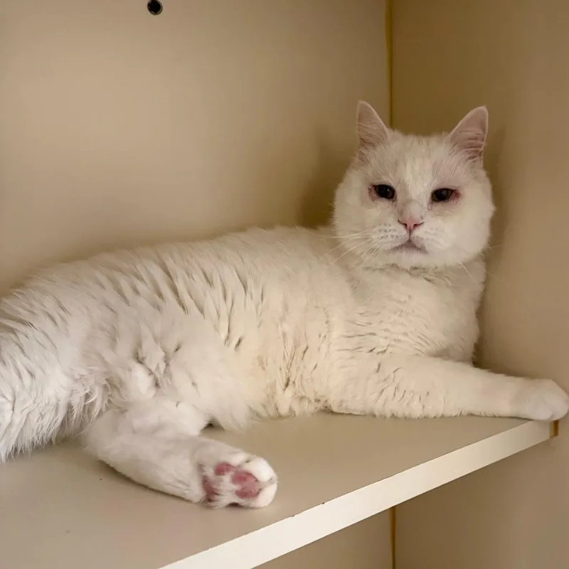 A senior extra large-sized male White Domestic Short Hair cat named Silas for adoption in Concord, NH