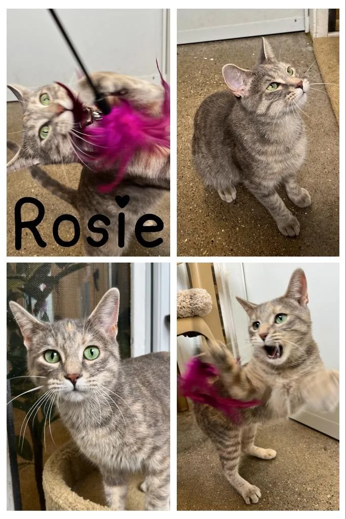 A young medium-sized female Domestic Short Hair cat named Rosie retired momma silo for adoption in Pierceton, IN