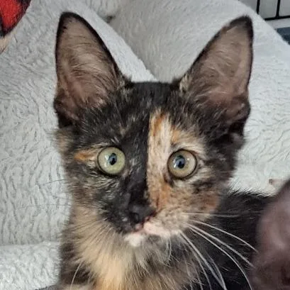 Gwen