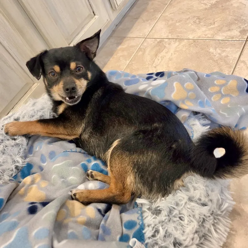 A young small-sized male Black Chihuahua dog named Cookie for adoption in Pelham, NH