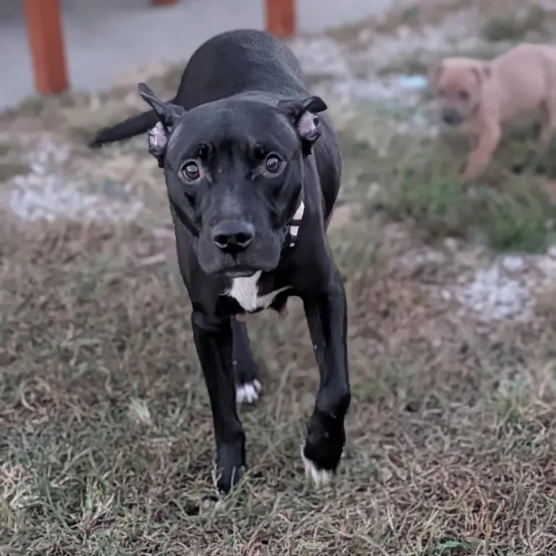 An adult medium-sized female American Staffordshire Terrier dog named Mummy Pig for adoption in Jasper, IN