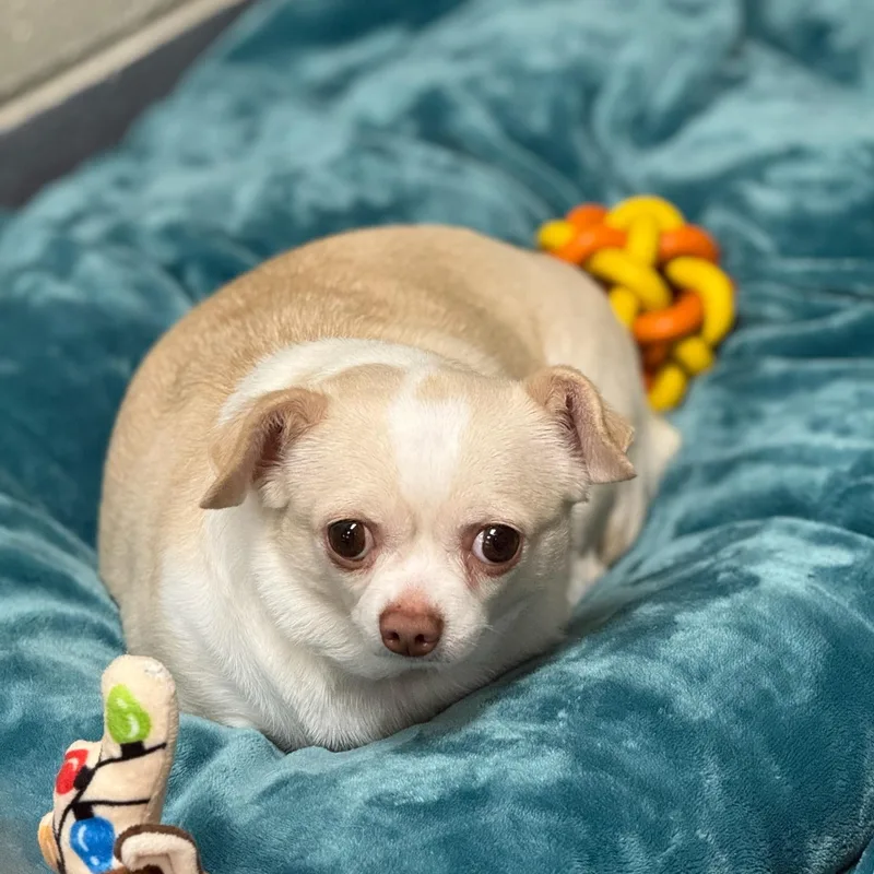 Molly thumbnail 3