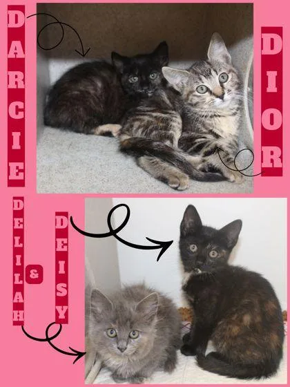 A baby small-sized female Domestic Short Hair cat named Dior for adoption in Kenansville, NC
