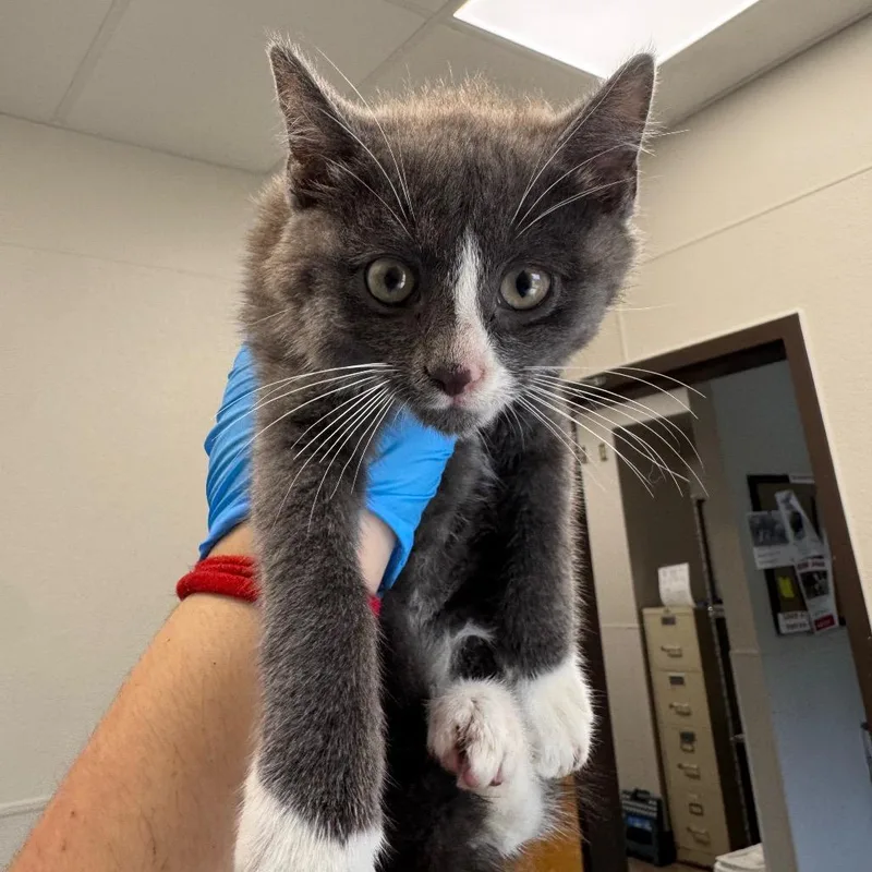 A baby small-sized male Gray / Blue / Silver Domestic Short Hair cat named Rawr for adoption in Columbiana, AL