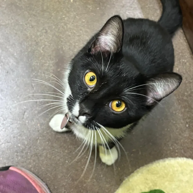 An adult medium-sized male Domestic Short Hair cat named Gregory for adoption in Springfield, MO