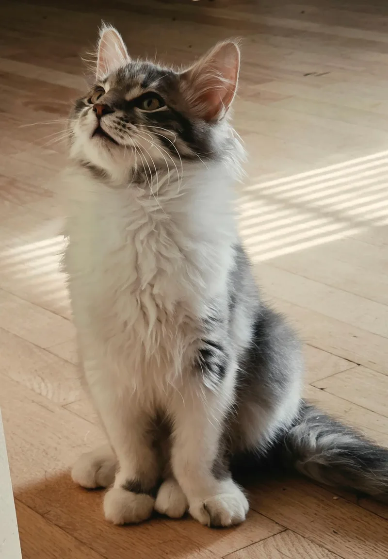 A baby medium-sized male Gray / Blue / Silver Domestic Medium Hair cat named Oliver for adoption in Farmington, MN