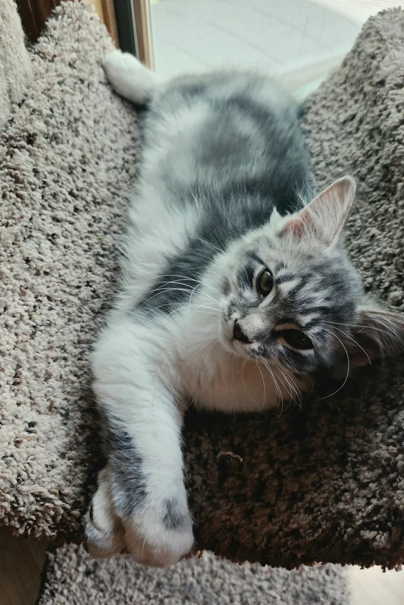 Oliver thumbnail 4