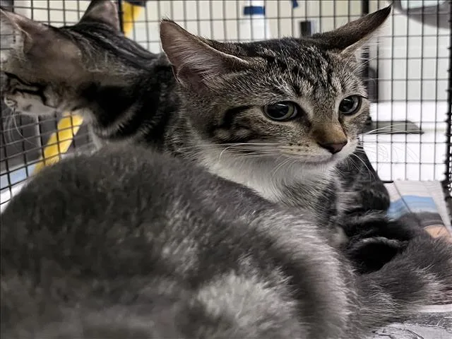 A baby small-sized female Domestic Short Hair cat named Fiona for adoption in Los Angeles, CA