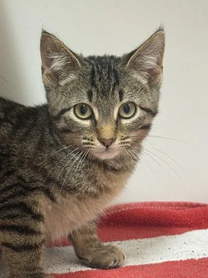 A baby small-sized female Domestic Short Hair cat named Tully for adoption in West Chester, PA