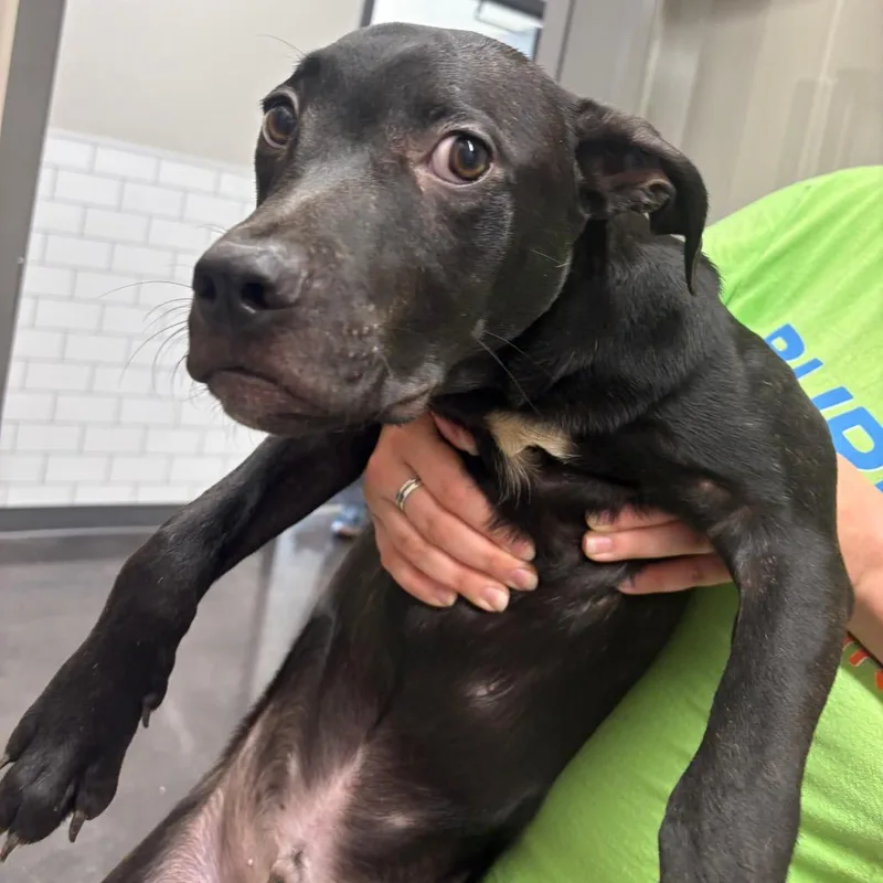 A young medium-sized male Brindle Hound dog named Dino Nuggies for adoption in Morganton, NC