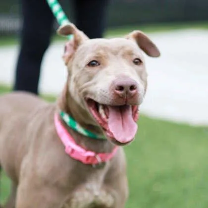 An adult large-sized female Brown / Chocolate Mixed Breed dog named Suga for adoption in Atlanta, GA