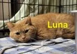 A senior medium-sized female Orange / Red Domestic Short Hair cat named Luna for adoption in Moline, IL