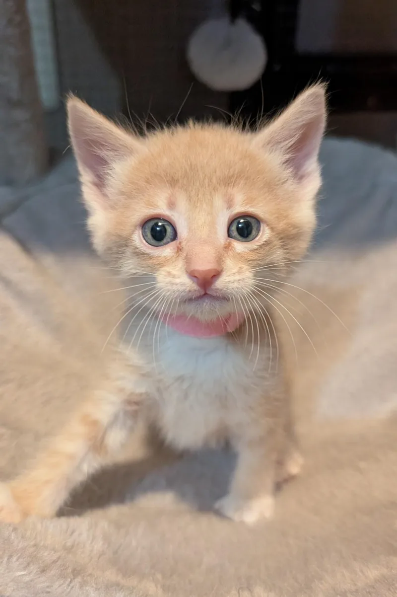 A baby medium-sized female Orange / Red Tabby cat named Rue for adoption in Lodi, CA