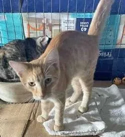 A baby medium-sized male Tabby (Orange / Red) Domestic Short Hair cat named Bart for adoption in Sudbury, MA