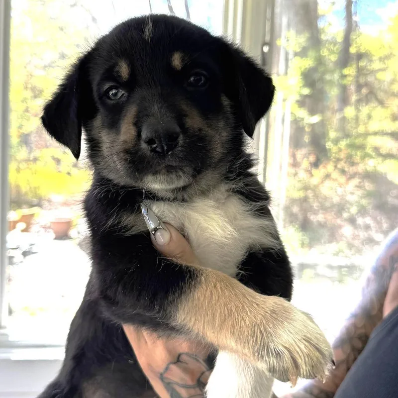 Ny Tito Avail May