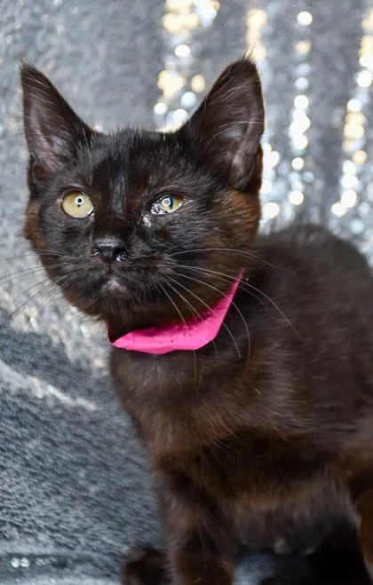 A baby small-sized female Domestic Short Hair cat named Latisha for adoption in Yakima, WA