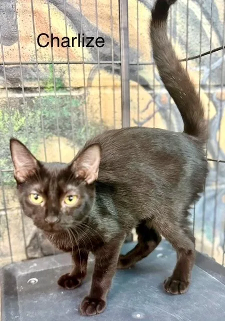 Charlize Sweet  Mos thumbnail 2