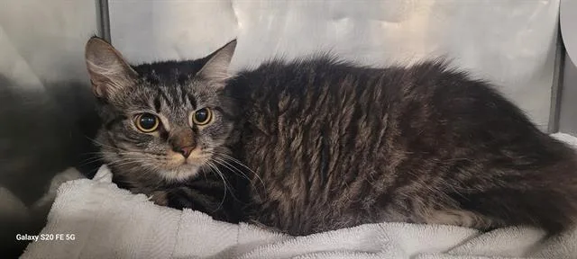A young large-sized male Domestic Medium Hair cat named Parker for adoption in Panama City, FL