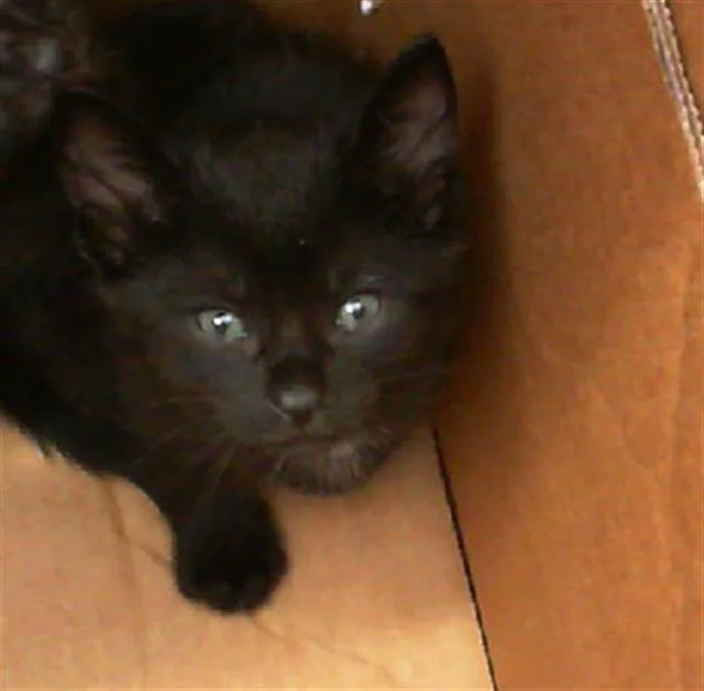 A young medium-sized male Domestic Short Hair cat named Nini for adoption in Dallas, TX