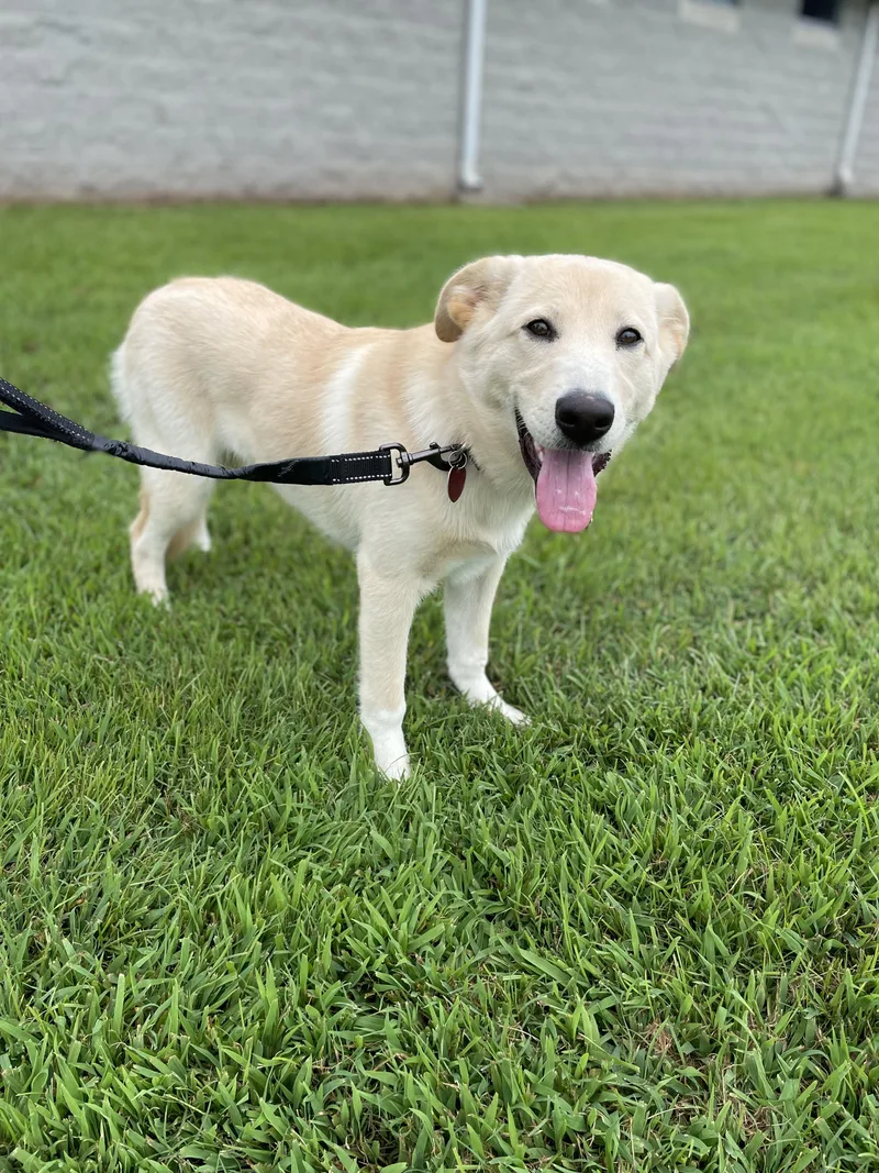 A baby medium-sized female Labrador Retriever dog named Denali for adoption in Owensboro, KY