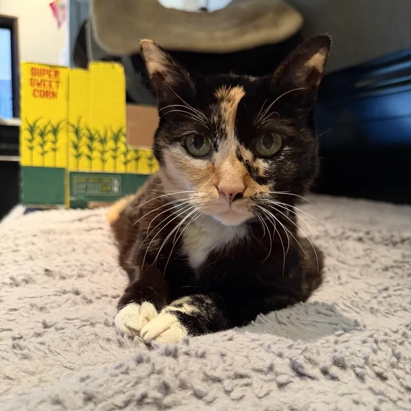 A senior medium-sized female Tortoiseshell Domestic Short Hair cat named Kiska for adoption in Agoura Hills, CA