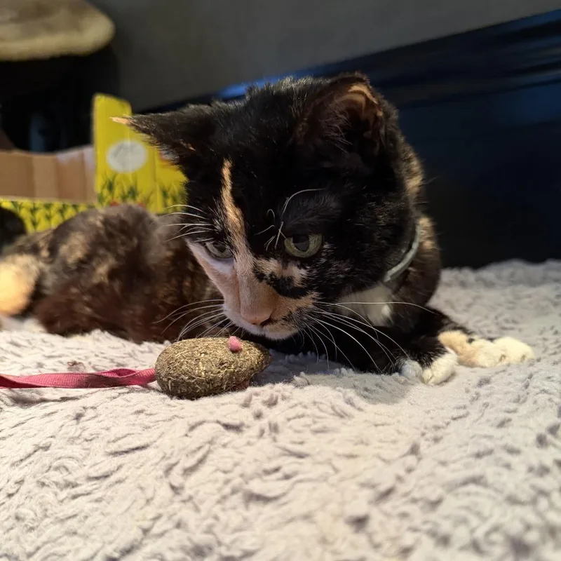 Kiska thumbnail 4