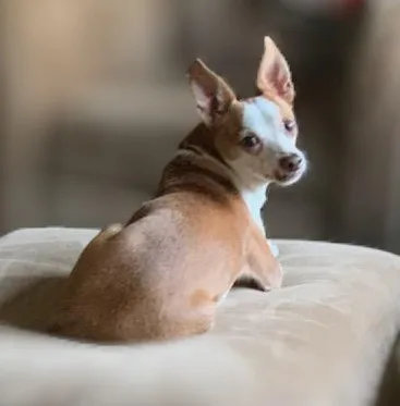 A senior small-sized male Brown / Chocolate Chihuahua dog named Randolph for adoption in Beaverton, OR