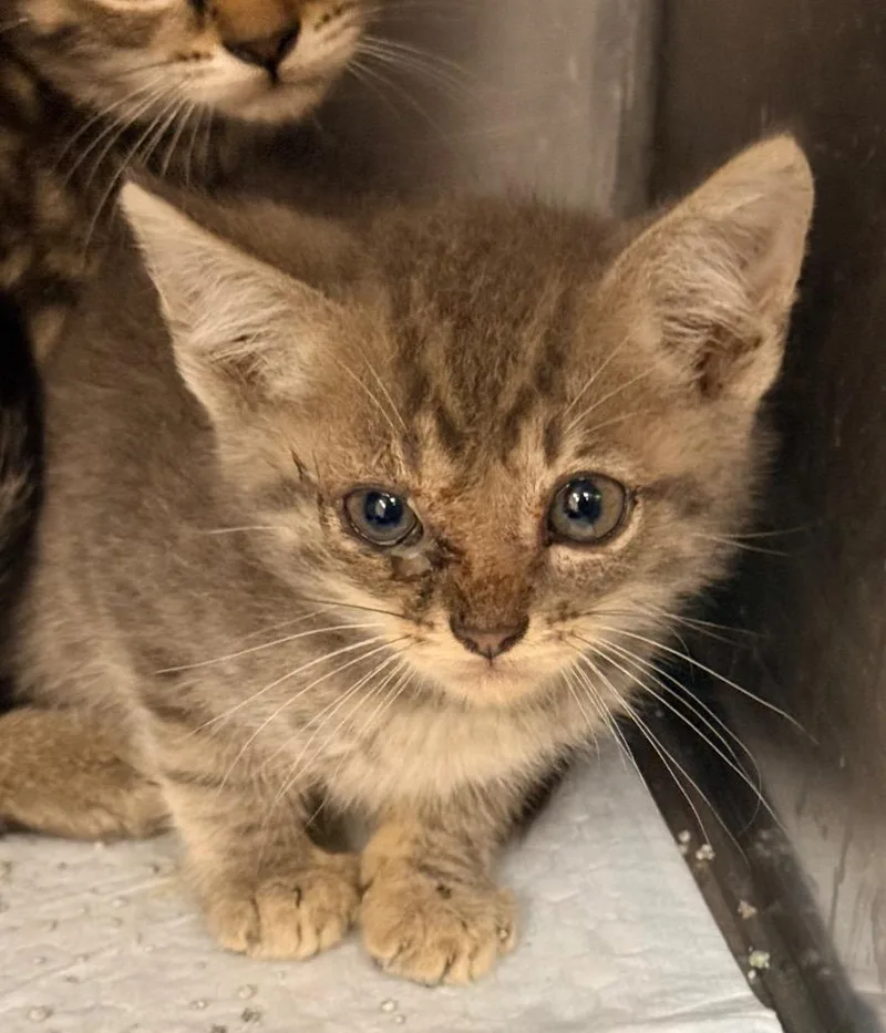 A baby medium-sized male Domestic Short Hair cat named Sterling for adoption in North Vernon, IN