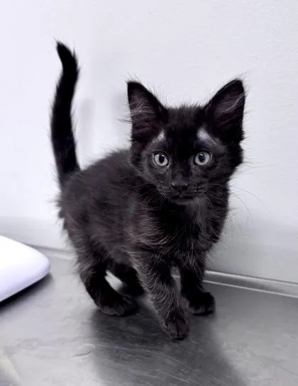 A baby small-sized female Black Domestic Short Hair cat named Booth at PetSmart in for adoption in Bishop, GA