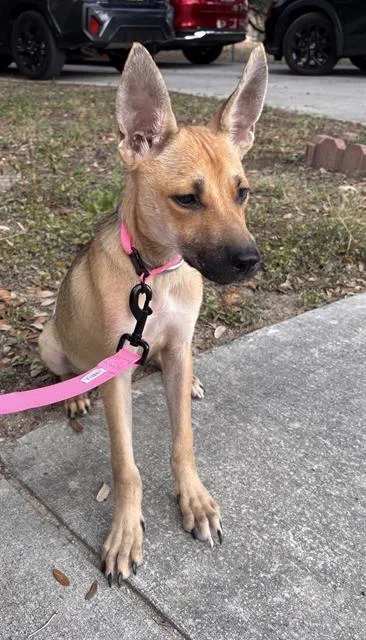 A young large-sized female Shepherd dog named Honey for adoption in San Antonio, TX