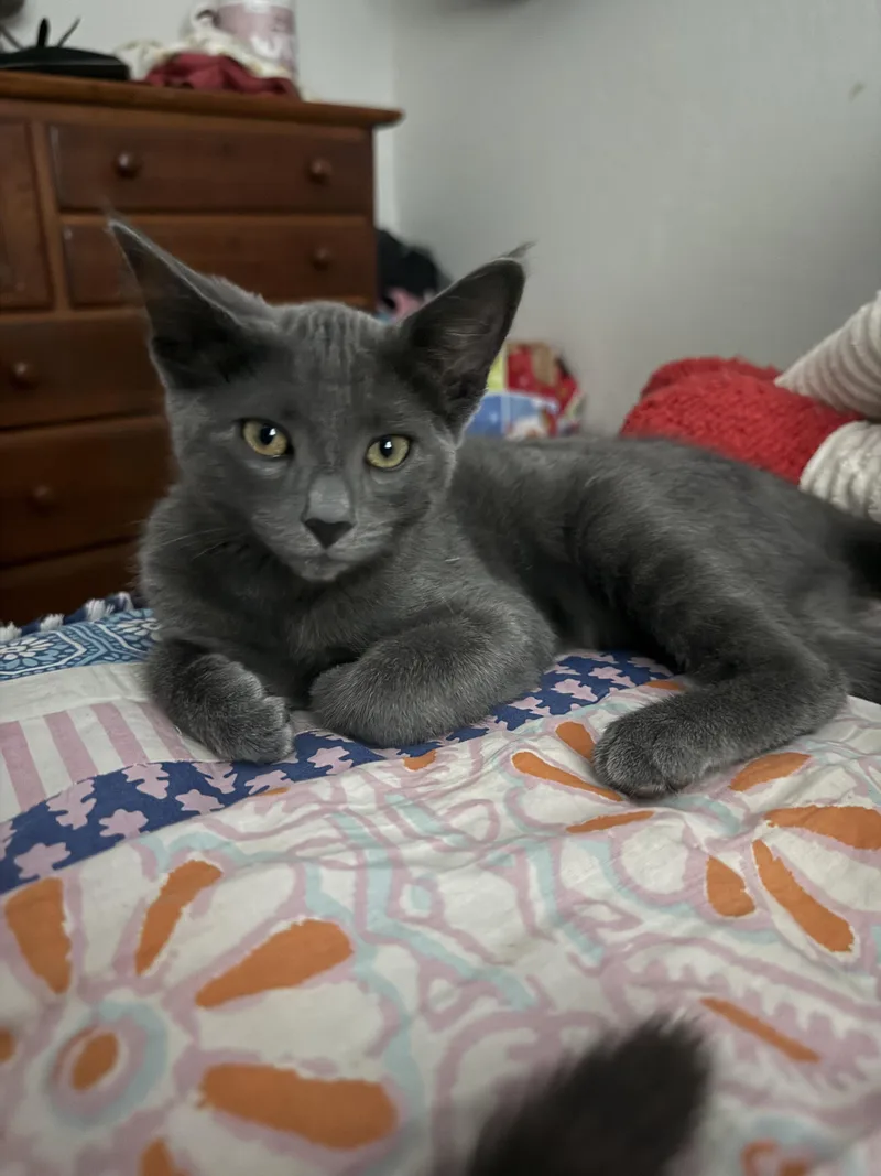 Stella