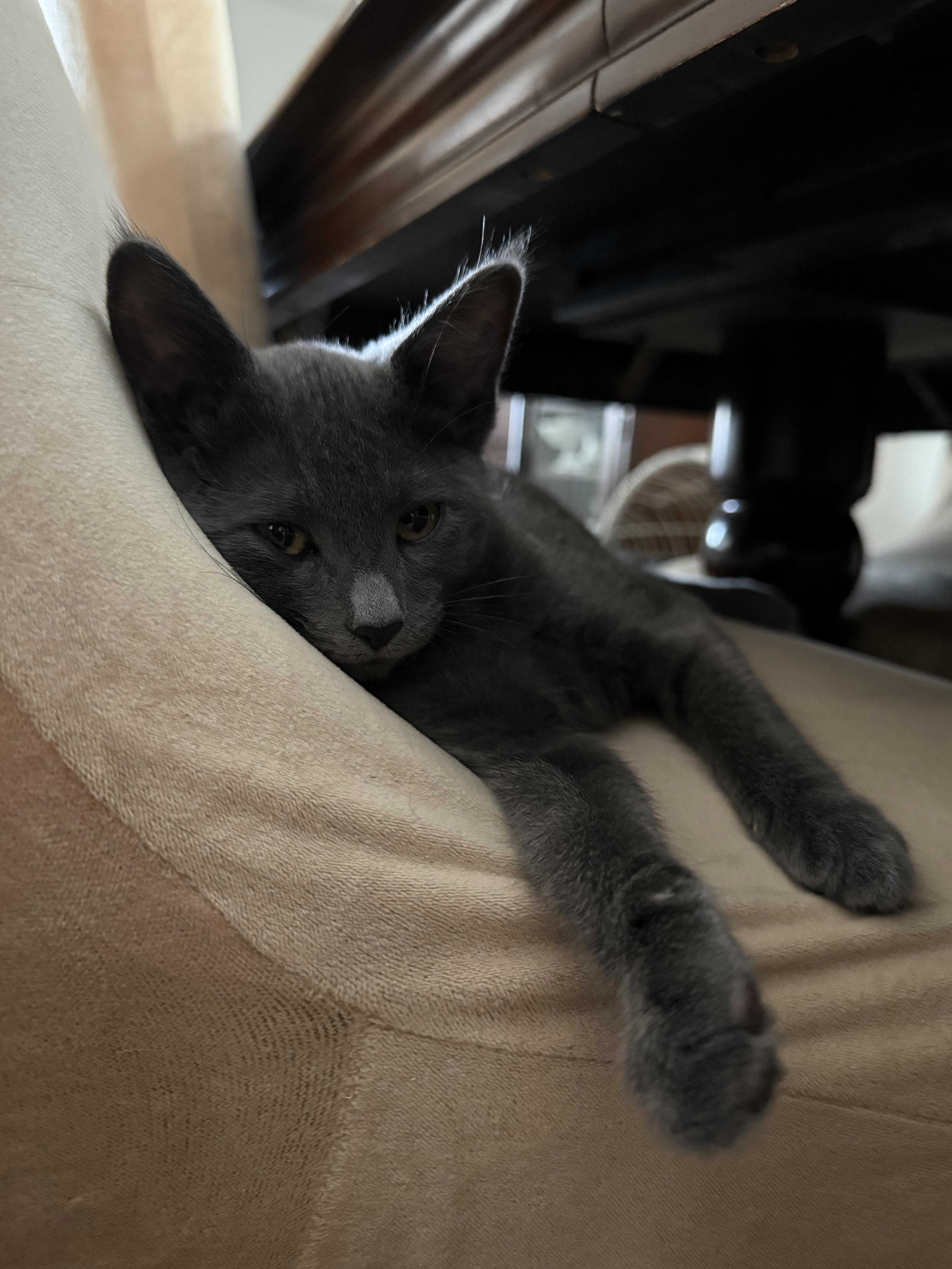 Stella thumbnail 3