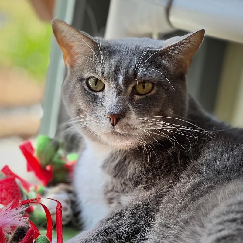 A senior large-sized male Domestic Short Hair cat named Remy for adoption in Cumming, GA