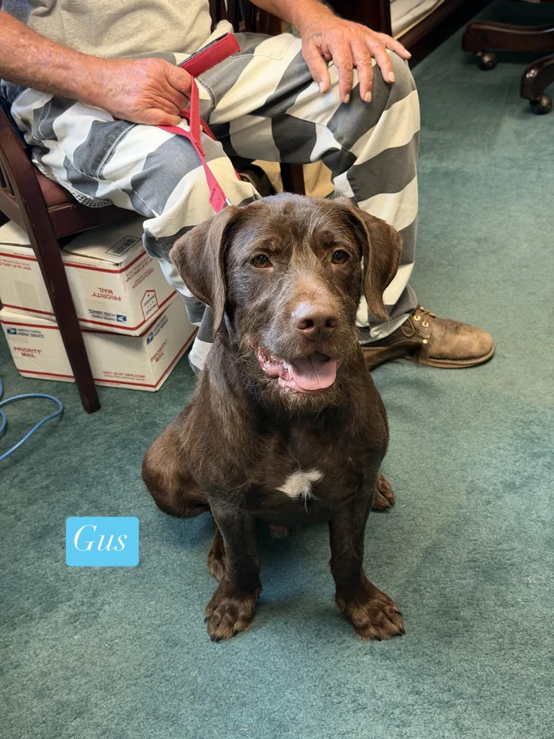A young medium-sized male Brown / Chocolate Labradoodle dog named Gus for adoption in Semmes, AL