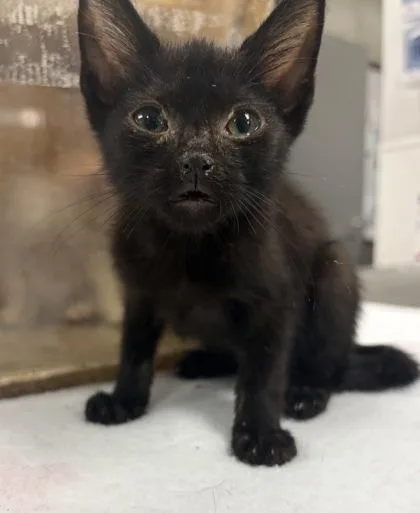 A baby small-sized male Domestic Short Hair cat named Yoshi for adoption in Gastonia, NC