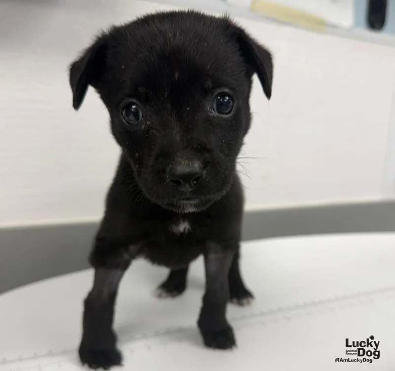 A baby medium-sized female Labrador Retriever dog named Huna for adoption in Washington, DC