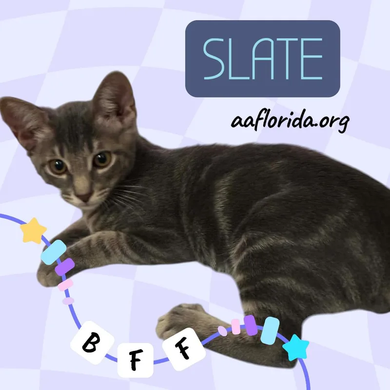 A young medium-sized male Gray / Blue / Silver Tabby cat named Slate for adoption in Pensacola, FL