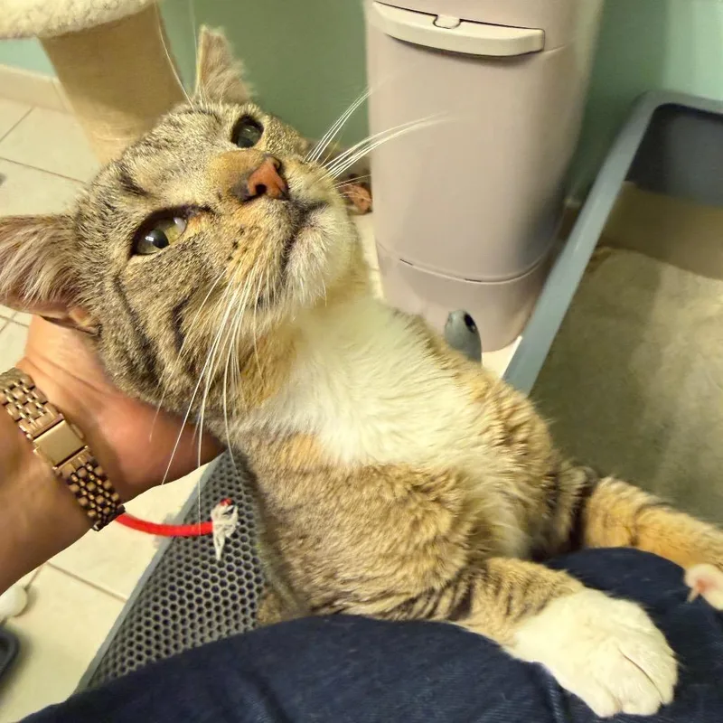 An adult medium-sized male Brown / Chocolate Domestic Short Hair cat named Egg for adoption in Germantown, MD