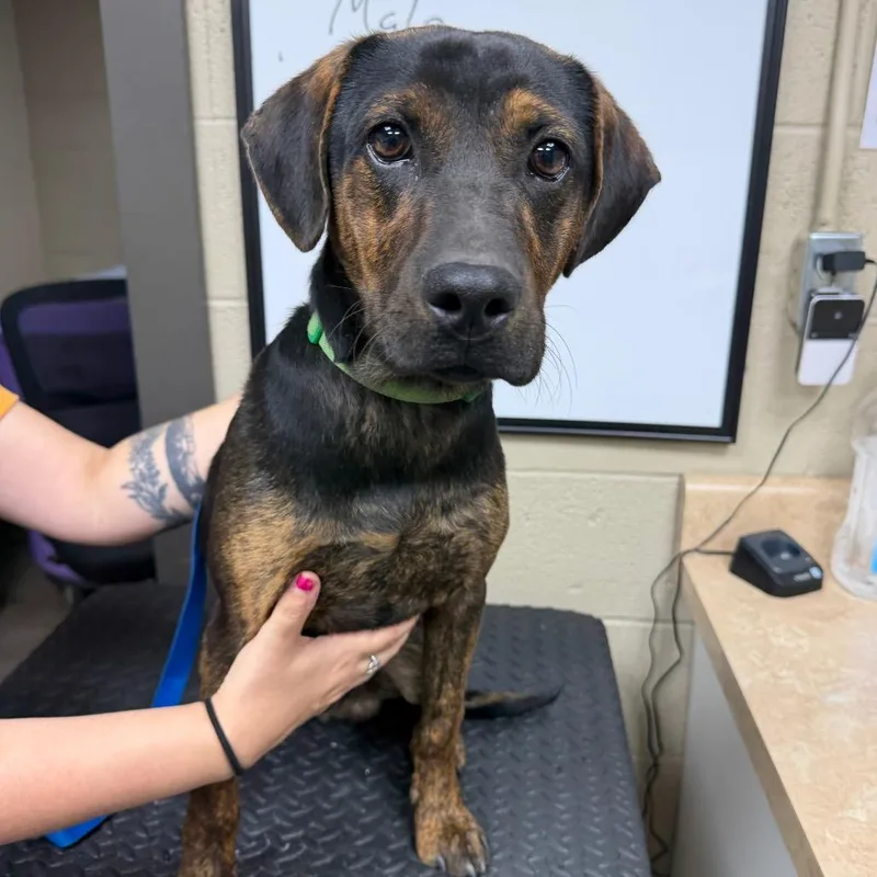 A young medium-sized male Brindle Beagle dog named Cash for adoption in Madisonville, KY