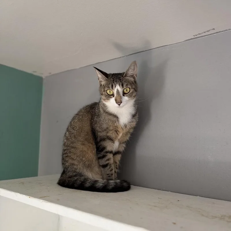An adult small-sized female Gray / Blue / Silver Domestic Short Hair cat named Smudge for adoption in Hamburg, NY