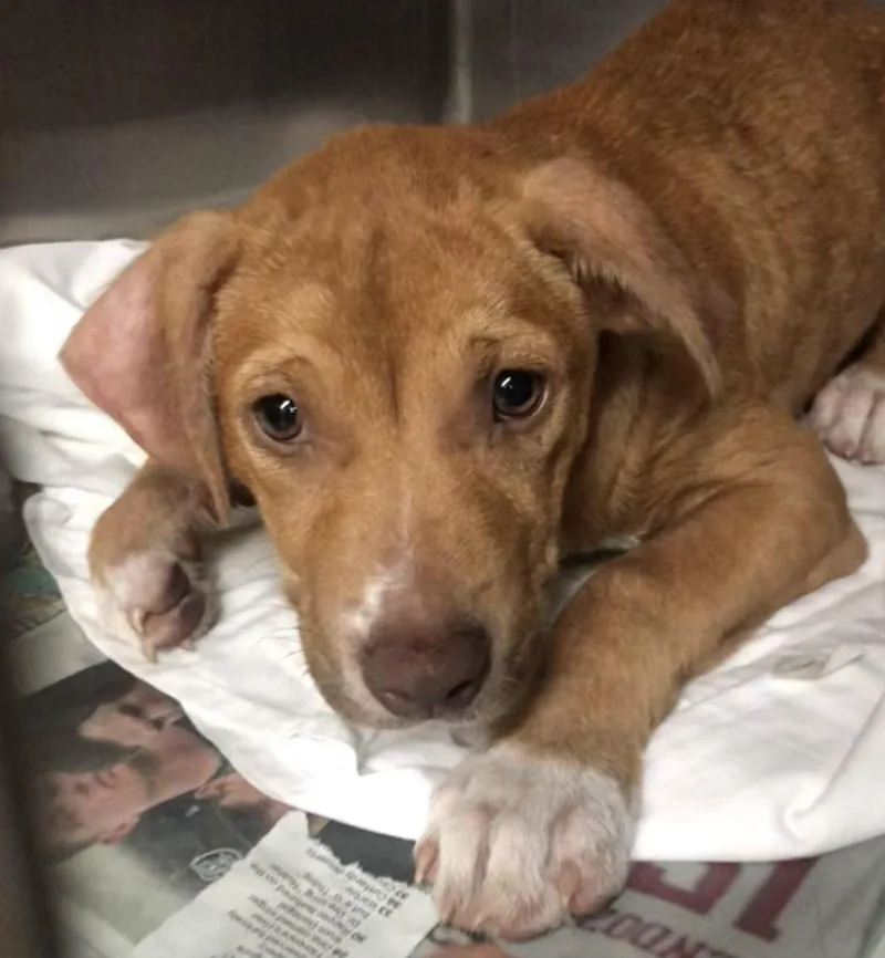 A baby medium-sized female Red / Chestnut / Orange Labrador Retriever dog named Lucy for adoption in Parma, OH