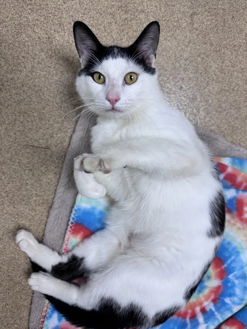 An adult medium-sized male Black & White / Tuxedo Domestic Short Hair cat named Porthos for adoption in Brick, NJ