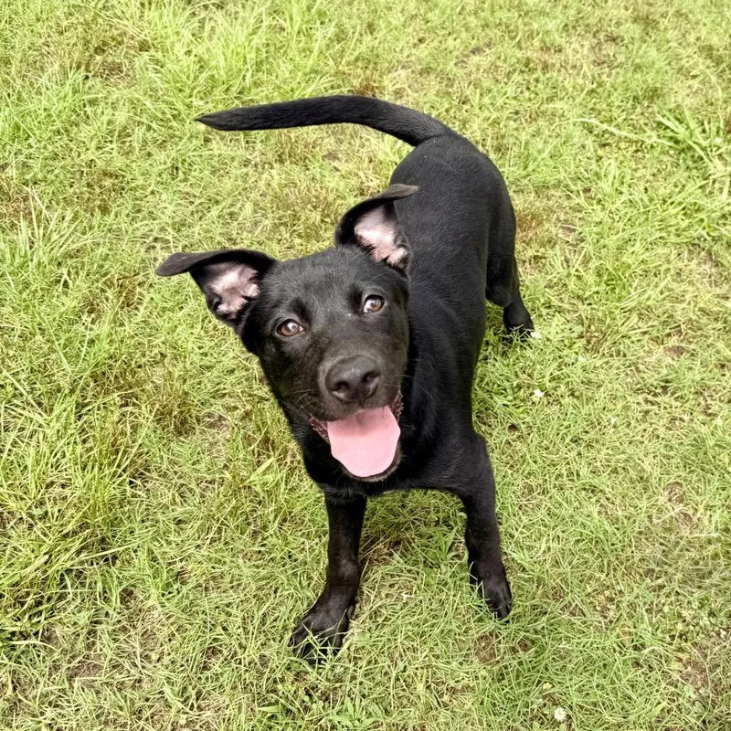 A baby small-sized female Black Labrador Retriever dog named Roanoke for adoption in Deerfield, IL