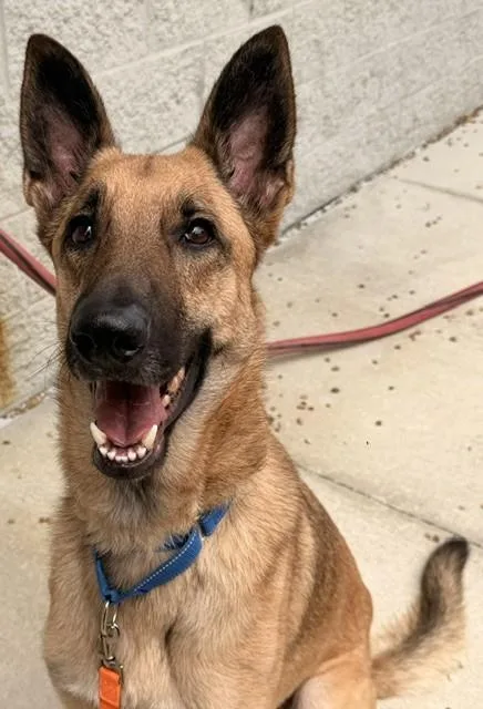An adult large-sized male German Shepherd Dog dog named Bruce for adoption in Jacksonville, FL