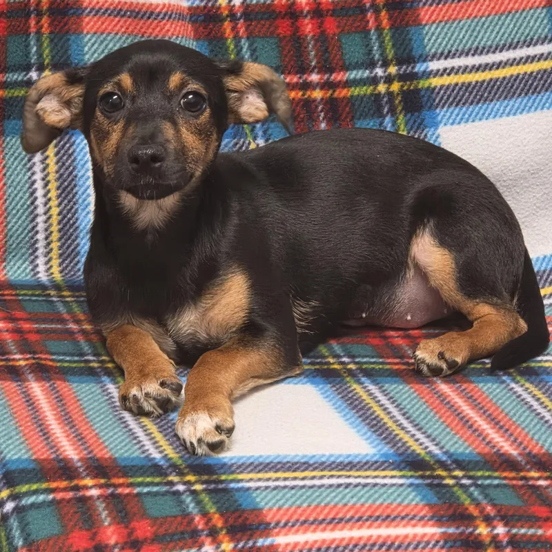 A baby small-sized female Dachshund dog named Beth for adoption in Lacona, NY