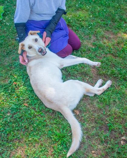 An adult large-sized male Mixed Breed dog named Scriggles for adoption in Chamblee, GA