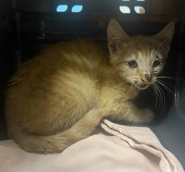 A baby small-sized male Domestic Short Hair cat named Hercules for adoption in Escondido, CA