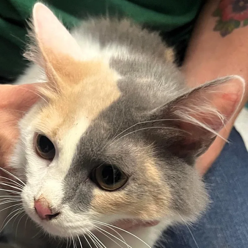 A baby small-sized female Calico Domestic Short Hair cat named Oksana for adoption in Shawnee, KS