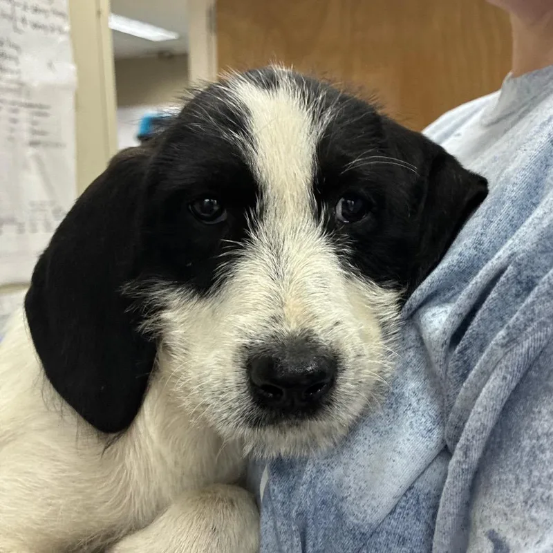 A baby small-sized female Black Coonhound dog named Ct Elmyra for adoption in Stormville, NY