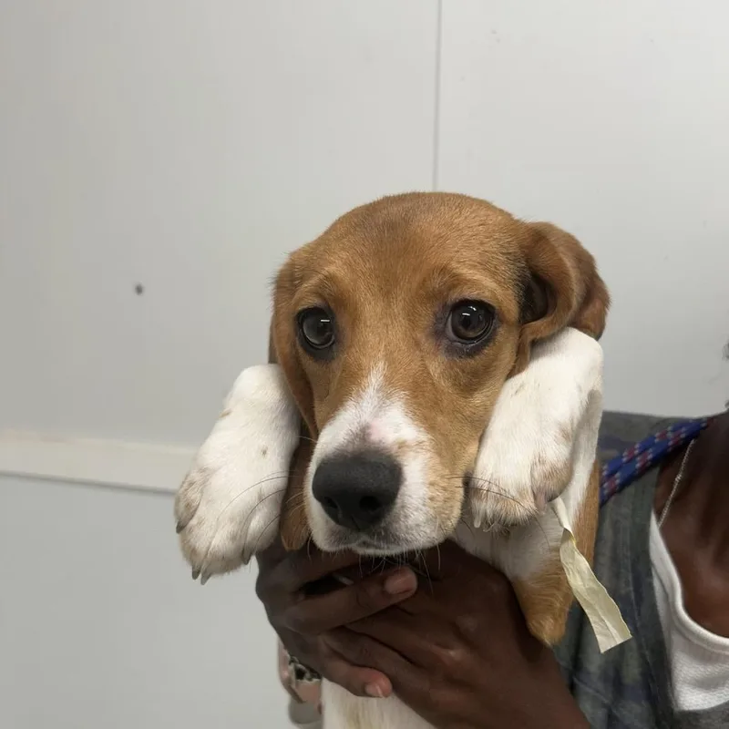A young small-sized female Brown / Chocolate Beagle dog named Erin for adoption in LOXAHATCHEE, FL